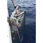 DECOY JS-2 Jigging Single Cutlass