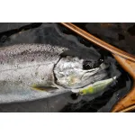 DECOY Troutin′Single28