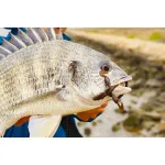 Jackall CHUNK CRAW 2.8” SALT BP