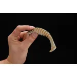 Jackall DEAD SLOWER 4.8”