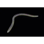 Jackall FLICK SHAKE 2.8” - 1pc