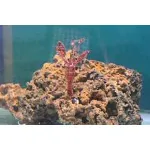 SMITH SMOKY GROUPER BUG 3.5inch(89mm) 4.8g 6pcs