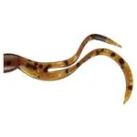 SMITH AR-W CURLY 7.0cm - 1pc