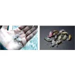 SMITH CADDIS