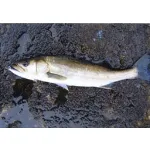 SMITH WAVY S50