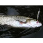 SMITH TROUTIN SURGER SH 6.5g